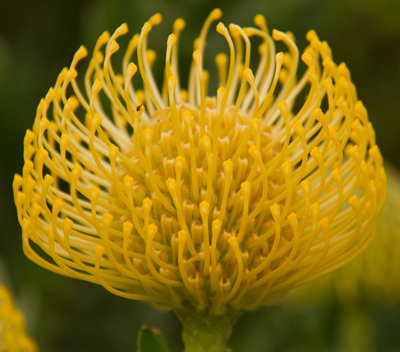 Pincushion Protea